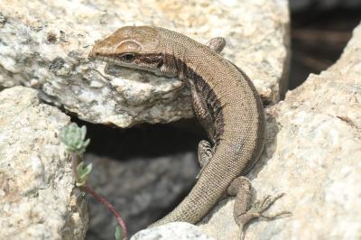 Lézard de Bonnal Iberolacerta bonnali (Lantz, 1927)