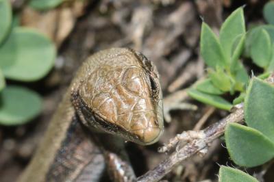 Lézard de Bonnal Iberolacerta bonnali (Lantz, 1927)