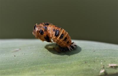 Coccinelle asiatique (la) Harmonia axyridis (Pallas, 1773)