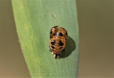 Coccinelle asiatique (la) Harmonia axyridis (Pallas, 1773)