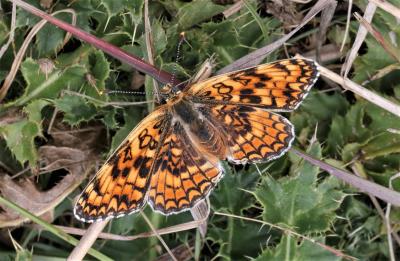 Mélitée des Centaurées (La), Grand Damier (Le) Melitaea phoebe (Denis & Schiffermüller, 1775)