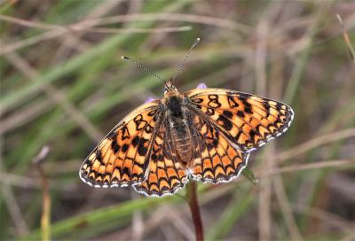 Mélitée des Centaurées (La), Grand Damier (Le) Melitaea phoebe (Denis & Schiffermüller, 1775)