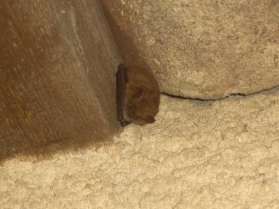 Pipistrelle commune Pipistrellus pipistrellus (Schreber, 1774)