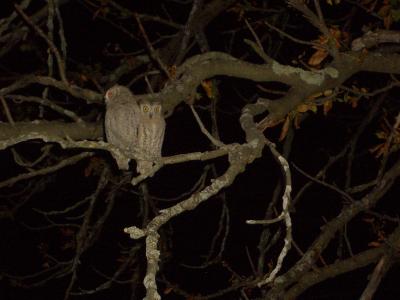 Hibou petit-duc, Petit-duc scops Otus scops (Linnaeus, 1758)