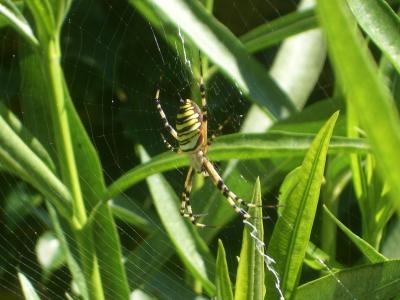 Épeire frelon Argiope bruennichi (Scopoli, 1772)