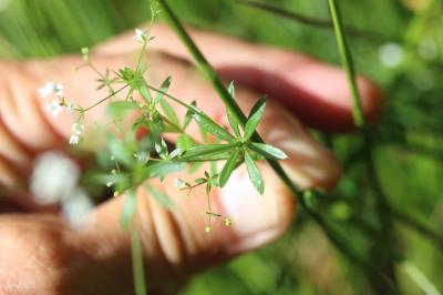 Gaillet aquatique, Gaillet fangeux Galium uliginosum L., 1753