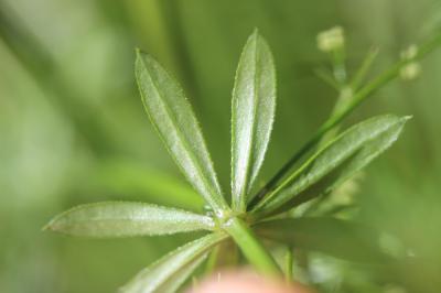 Gaillet aquatique, Gaillet fangeux Galium uliginosum L., 1753
