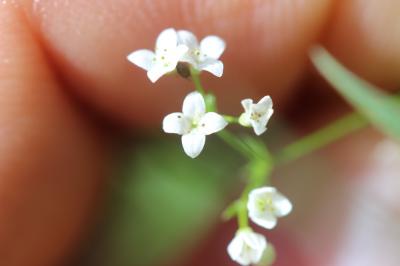 Gaillet aquatique, Gaillet fangeux Galium uliginosum L., 1753
