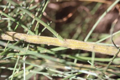 Cytise oroméditerranéen, Genêt oroméditerranéen, G Cytisus oromediterraneus Rivas Mart., T.E.Díaz, Fern.Prieto, Loidi & Peñas, 1984