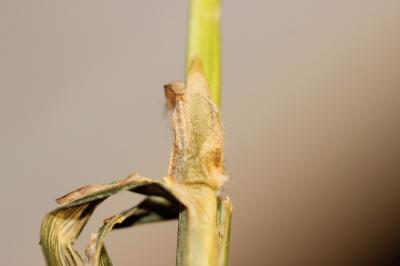 Laîche lisse Carex laevigata Sm., 1800