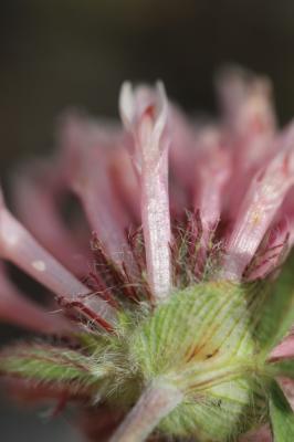 Trèfle des neiges Trifolium pratense var. villosum DC., 1805