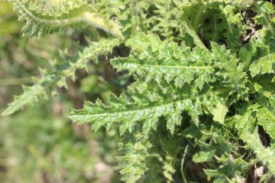 Cirse épineux Cirsium spinosissimum (L.) Scop., 1769