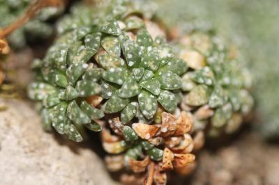 Saxifrage bleue, Saxifrage bleuâtre Saxifraga caesia L., 1753