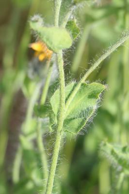 Épervière velue Hieracium villosum Jacq., 1762