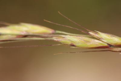 Avoine panachée Helictochloa versicolor (Vill.) Romero Zarco, 2011