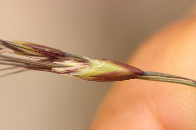 Avoine panachée Helictochloa versicolor (Vill.) Romero Zarco, 2011