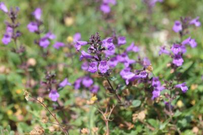 Sarriette des alpes, Calament des Alpes Clinopodium alpinum (L.) Kuntze, 1891