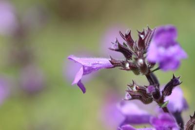 Sarriette des alpes, Calament des Alpes Clinopodium alpinum (L.) Kuntze, 1891