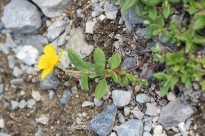 Herbe d'or Helianthemum grandiflorum (Scop.) DC., 1805