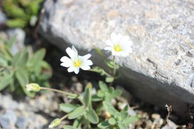 Céraiste à larges feuilles Cerastium latifolium L., 1753