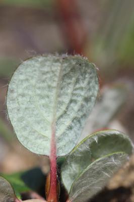 Saule à réseau, Saule à feuilles réticulées Salix reticulata L., 1753