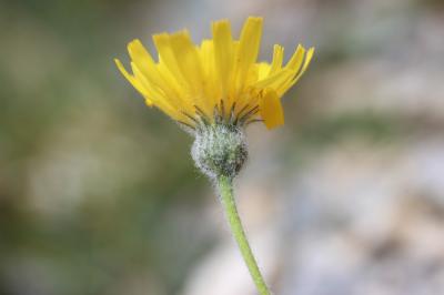 Épervière tomenteuse Hieracium tomentosum L., 1755