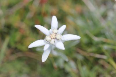 Edelweiss Leontopodium nivale (Ten.) A.L.P.Huet ex Hand.-Mazz., 1927