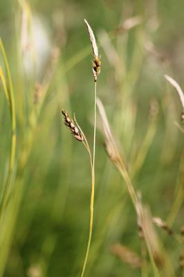 Laîche férrugineuse, Carex ferrugineux Carex ferruginea Scop., 1772