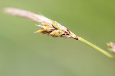 Laîche férrugineuse, Carex ferrugineux Carex ferruginea Scop., 1772