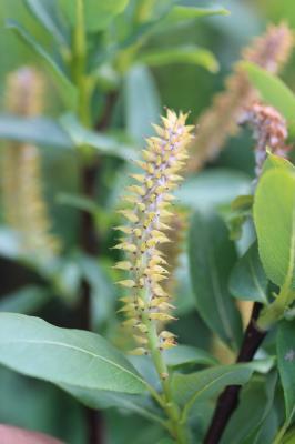 Saule appendiculé, Saule à grandes feuilles Salix appendiculata Vill., 1789