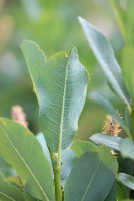 Saule appendiculé, Saule à grandes feuilles Salix appendiculata Vill., 1789