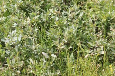 Saule glauque Salix glaucosericea Flod., 1943