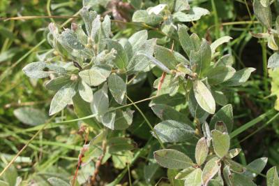 Saule glauque Salix glaucosericea Flod., 1943