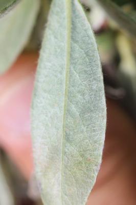 Saule glauque Salix glaucosericea Flod., 1943