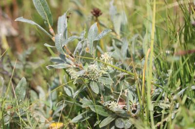 Saule glauque Salix glaucosericea Flod., 1943