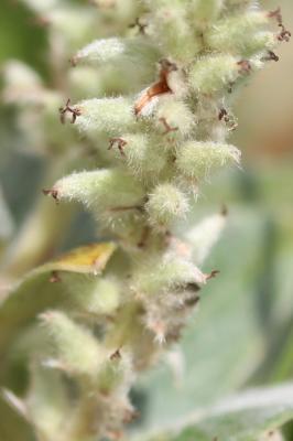 Saule glauque Salix glaucosericea Flod., 1943