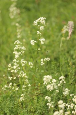 Gaillet boréal Galium boreale L., 1753
