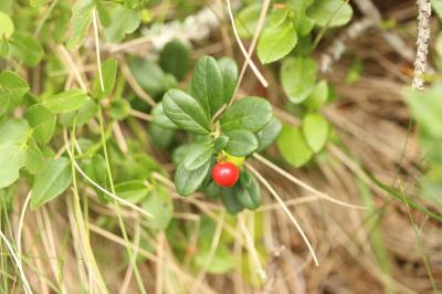 Airelle rouge, vigne du mont Ida Vaccinium vitis-idaea L., 1753