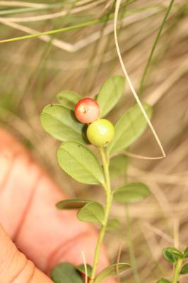 Airelle rouge, vigne du mont Ida Vaccinium vitis-idaea L., 1753