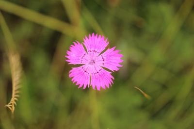 Oeillet sylvestre Dianthus seguieri subsp. pseudocollinus (P.Fourn.) Jauzein, 2010
