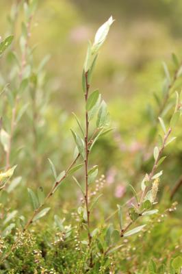 Saule rampant Salix repens subsp. repens L., 1753