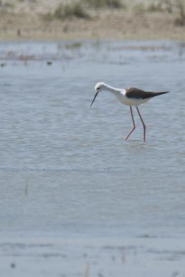 Echasse blanche Himantopus himantopus (Linnaeus, 1758)