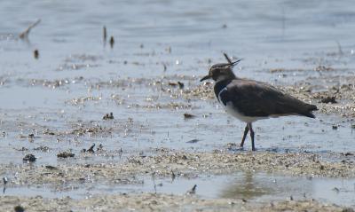 Vanneau huppé Vanellus vanellus (Linnaeus, 1758)