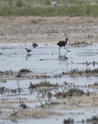 Ibis falcinelle Plegadis falcinellus (Linnaeus, 1766)