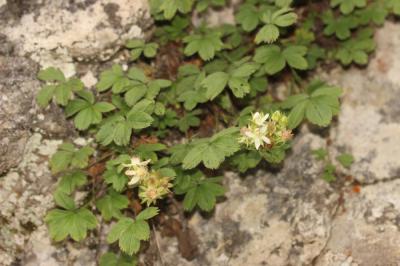 Potentille des Cévennes Potentilla caulescens subsp. cebennensis (Siegfr. ex Debeaux) Kerguélen, 1994