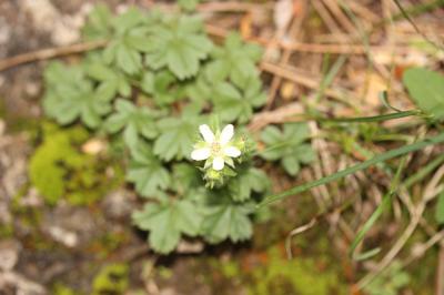 Potentille des Cévennes Potentilla caulescens subsp. cebennensis (Siegfr. ex Debeaux) Kerguélen, 1994