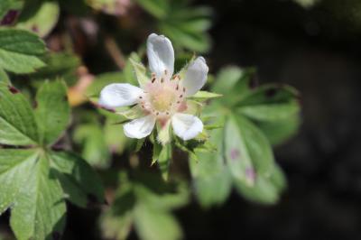 Potentille des Cévennes Potentilla caulescens subsp. cebennensis (Siegfr. ex Debeaux) Kerguélen, 1994