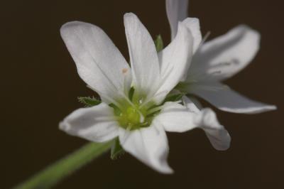 Sabline hérissée Arenaria hispida L., 1753