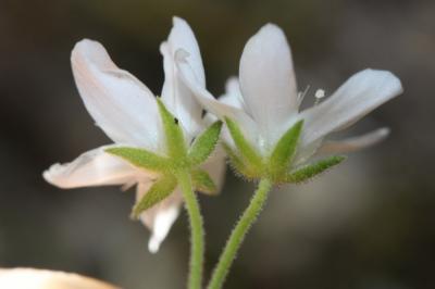 Sabline hérissée Arenaria hispida L., 1753