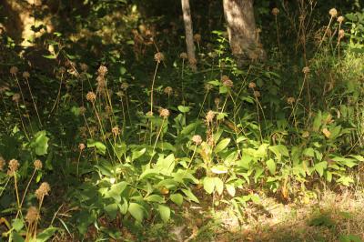 Ail victoriale, Herbe à neuf chemises, Ail de la S Allium victorialis L., 1753